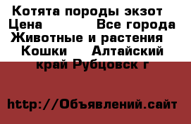 Котята породы экзот › Цена ­ 7 000 - Все города Животные и растения » Кошки   . Алтайский край,Рубцовск г.